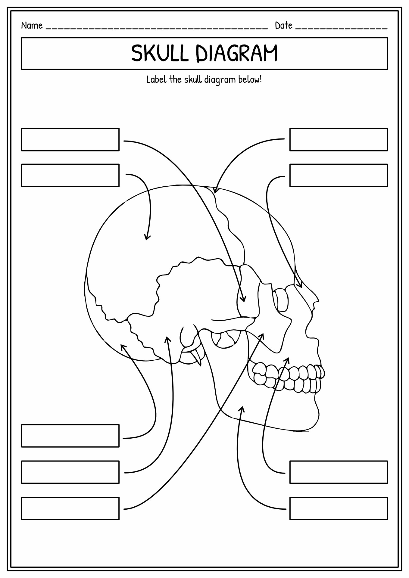 11 Human Skull Labeling Worksheet Free PDF At Worksheeto