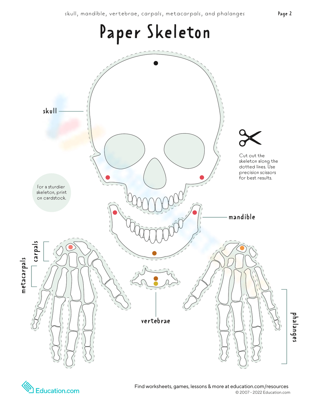 Free Printable Skeletal System Worksheets