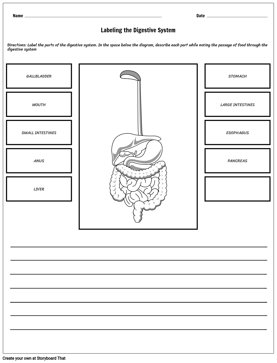 Digestive System Labeling Guide Educational Worksheet