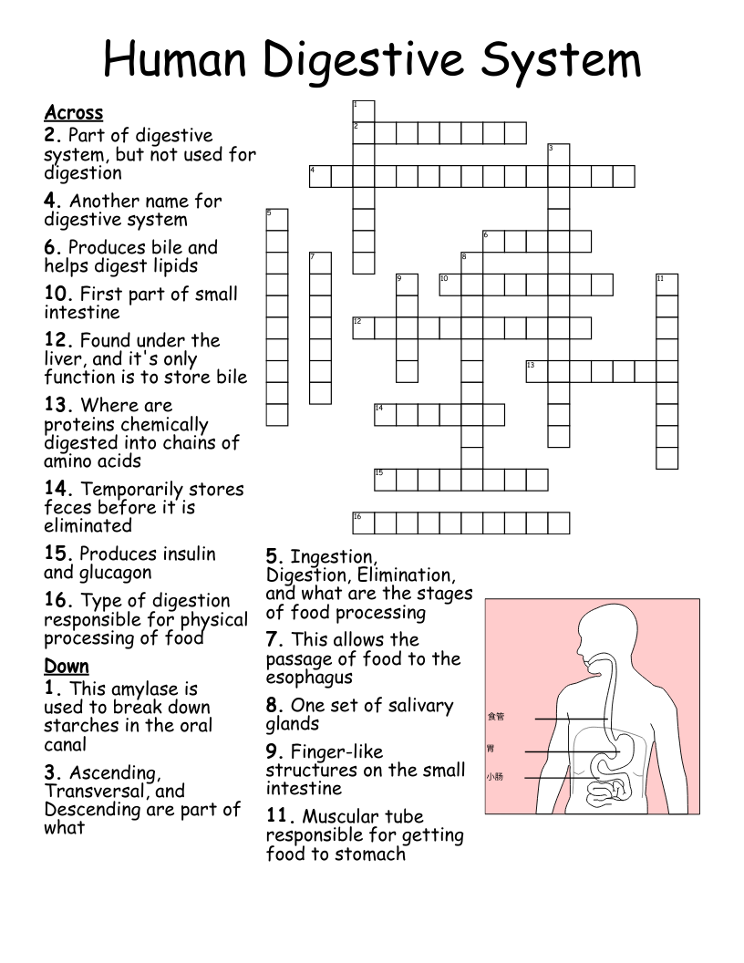 Printable Digestive System Worksheet