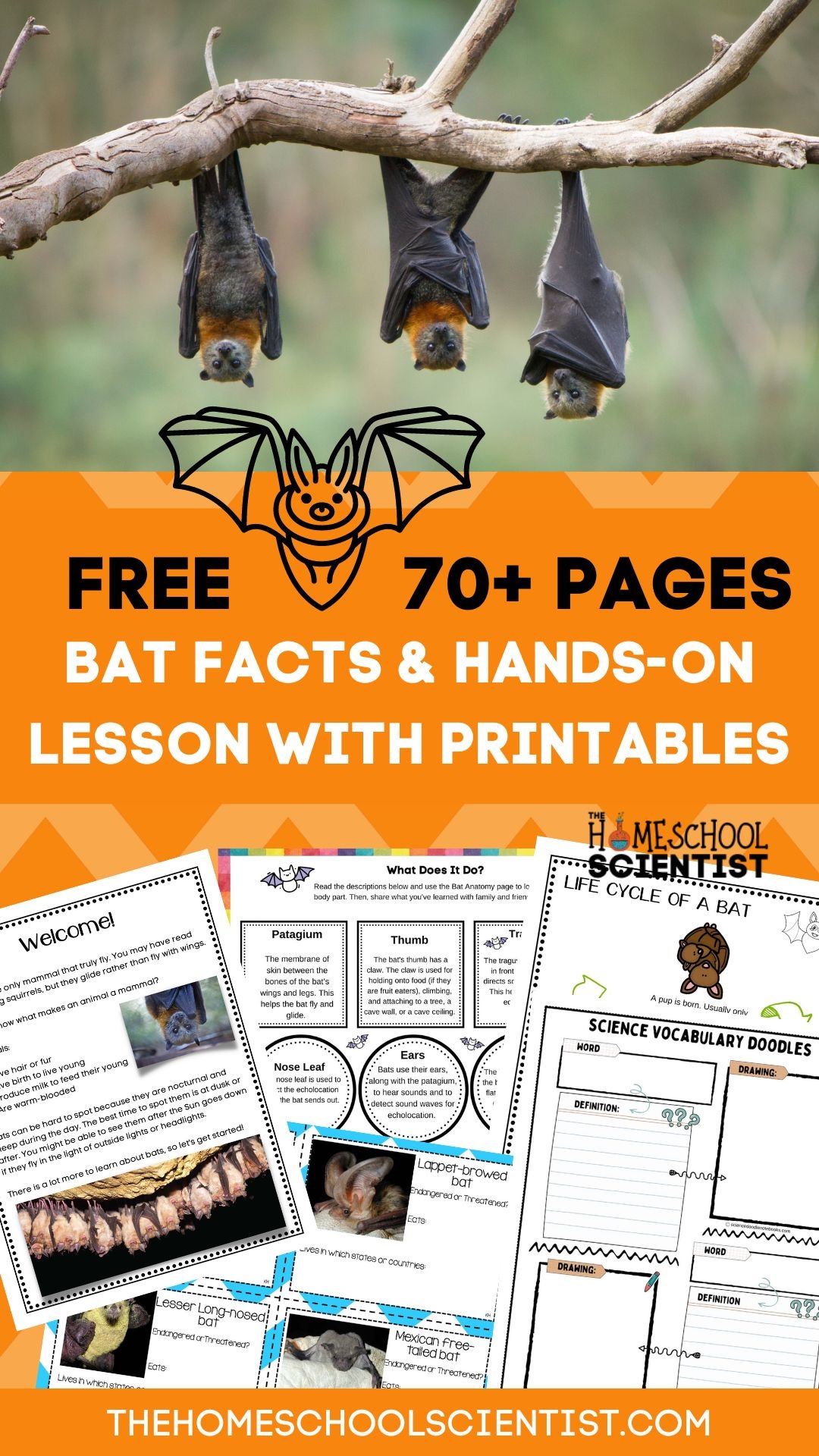 Fascinating Bat Facts For Kids With Printable Lesson STEM Activities The Homeschool Scientist