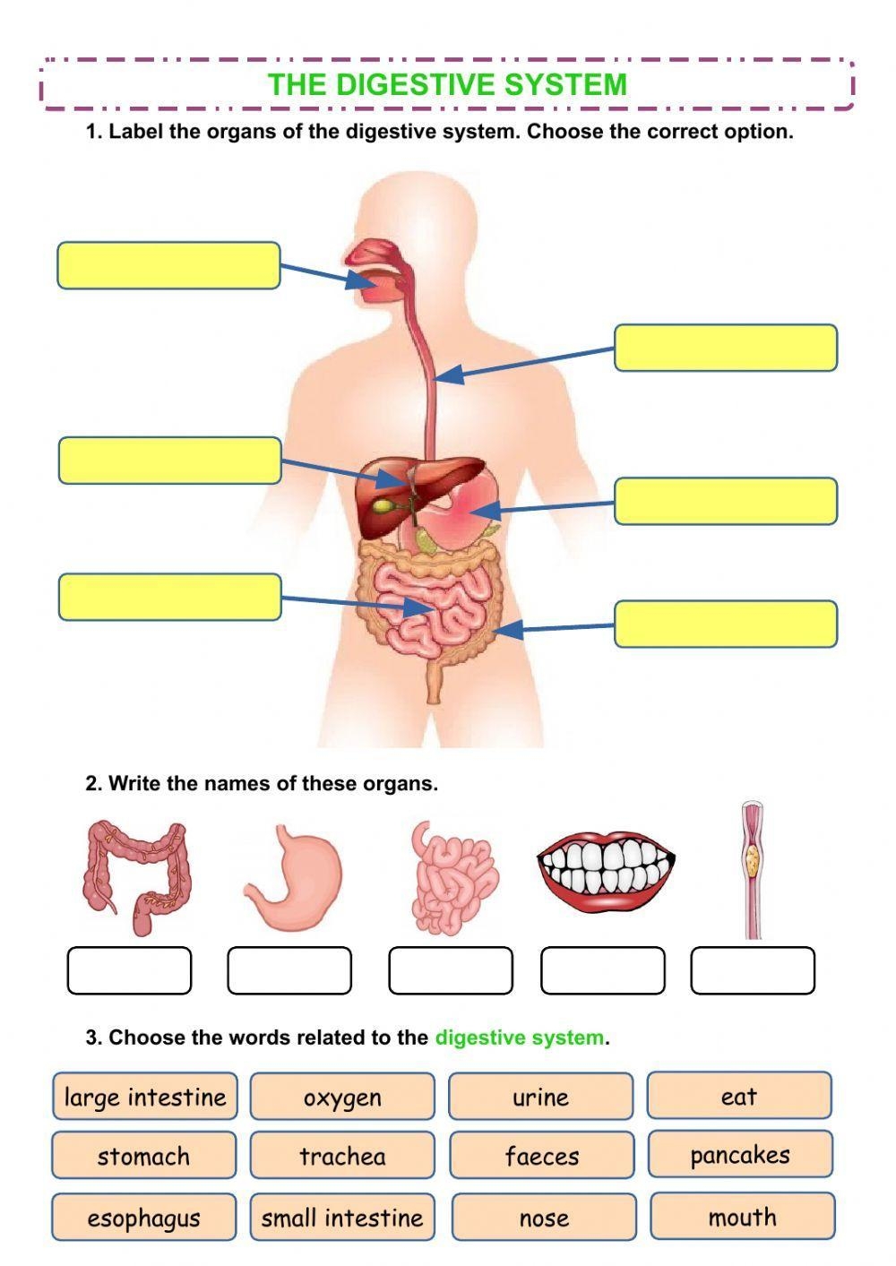 Free Worksheet Digestive System Download Free Worksheet Digestive System Png Images Free Worksheets On Clipart Library
