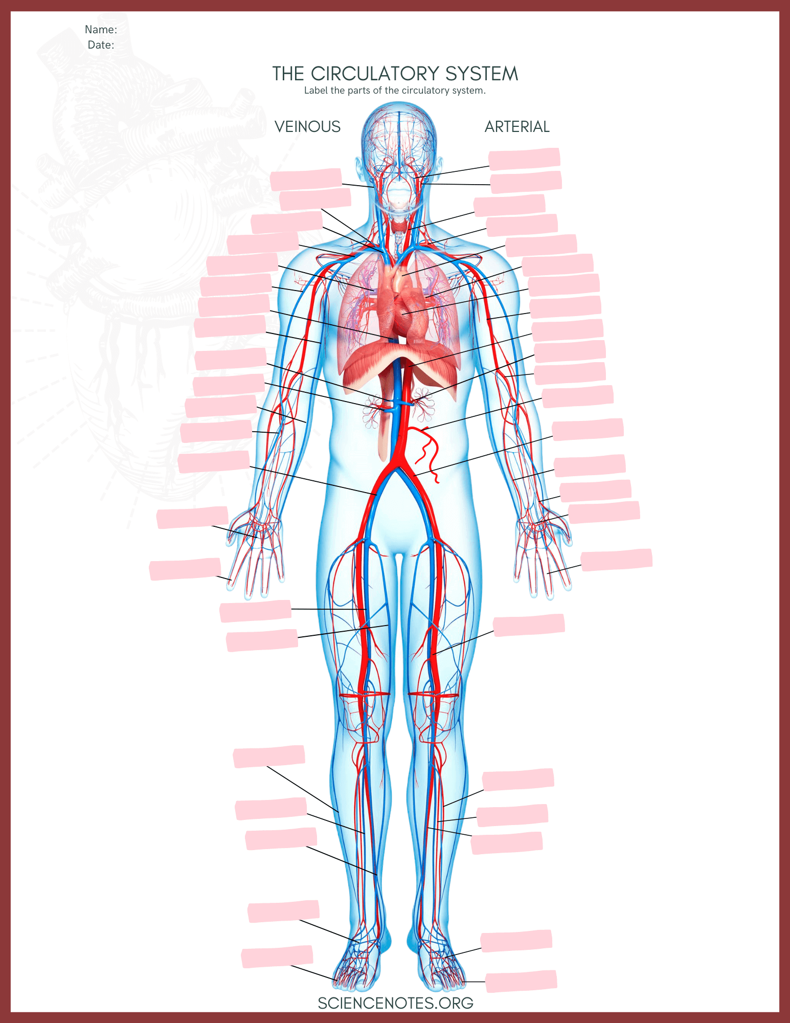 Anatomy And Physiology Printable Worksheets