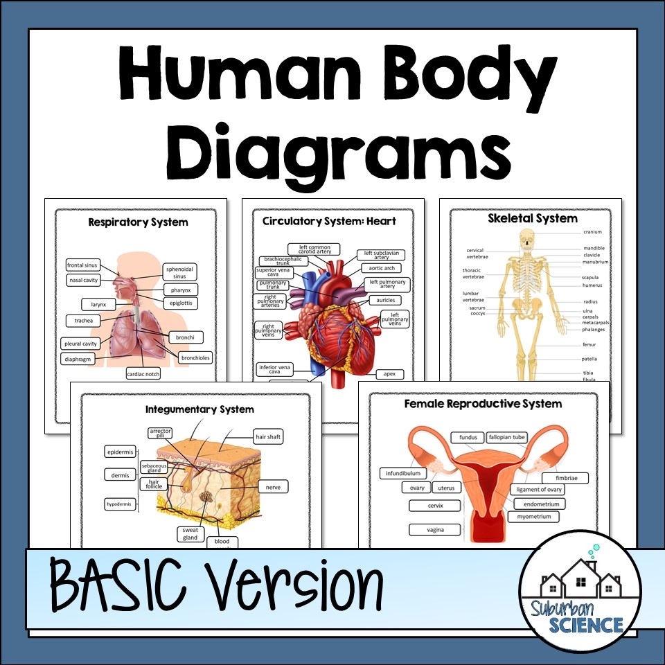 Human Body Systems Diagrams Suburban Science