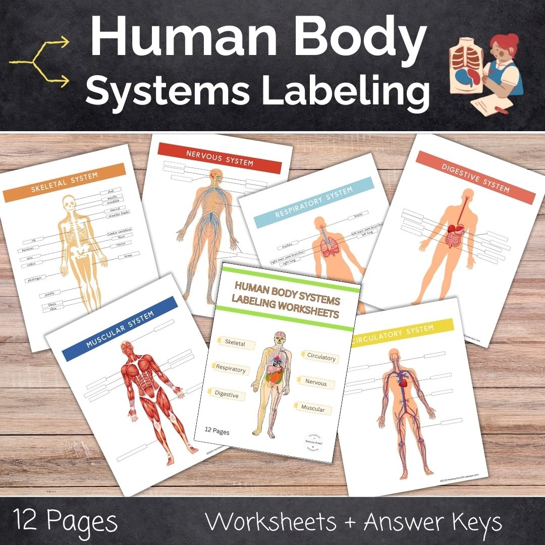 Free Printable Human Body Systems Worksheets
