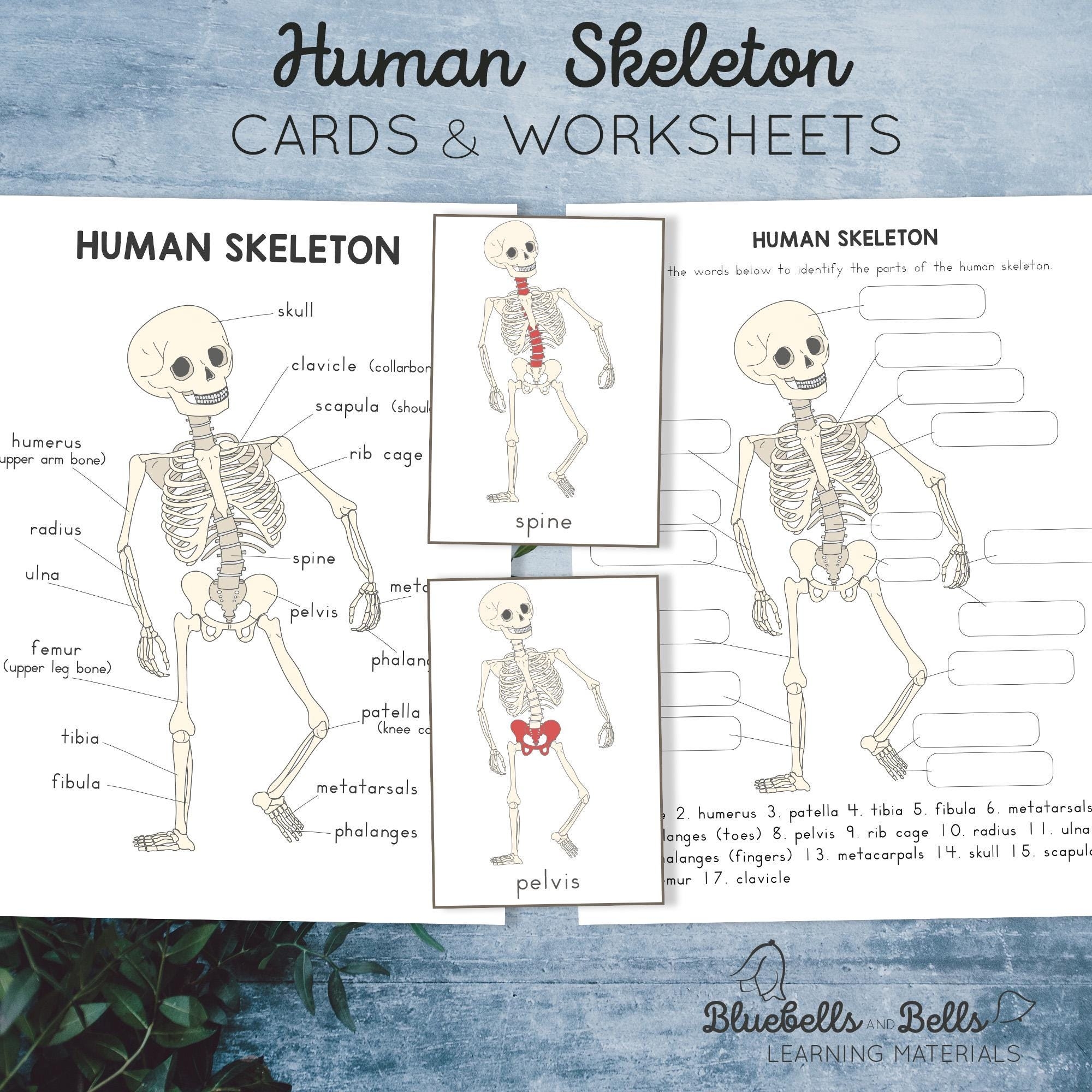 Human Skeleton Parts Cards Poster Labeling Worksheet And Coloring Page Kindergarten And Elementary School Anatomy Printable Etsy