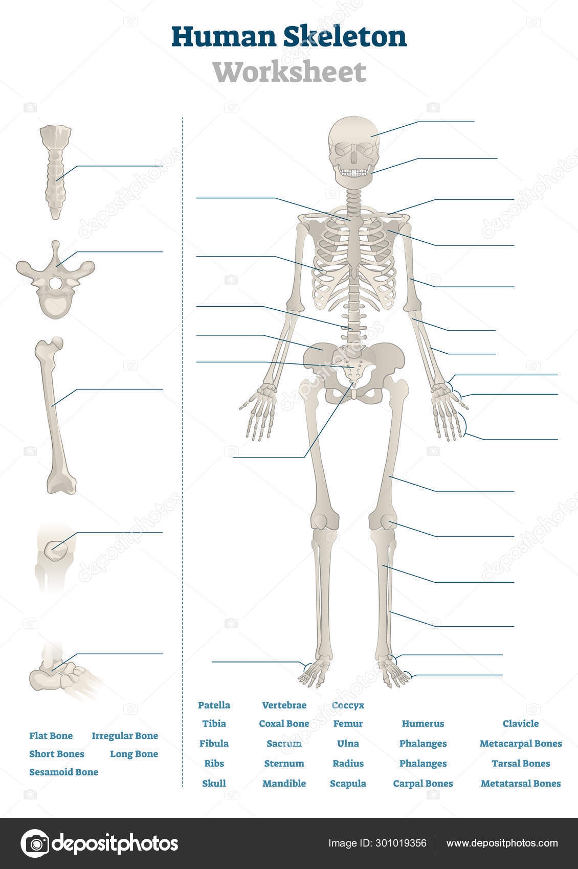 Human Skeleton Worksheet Vector Illustration Blank Educational Bone Scheme Stock Vector By VectorMine 301019356