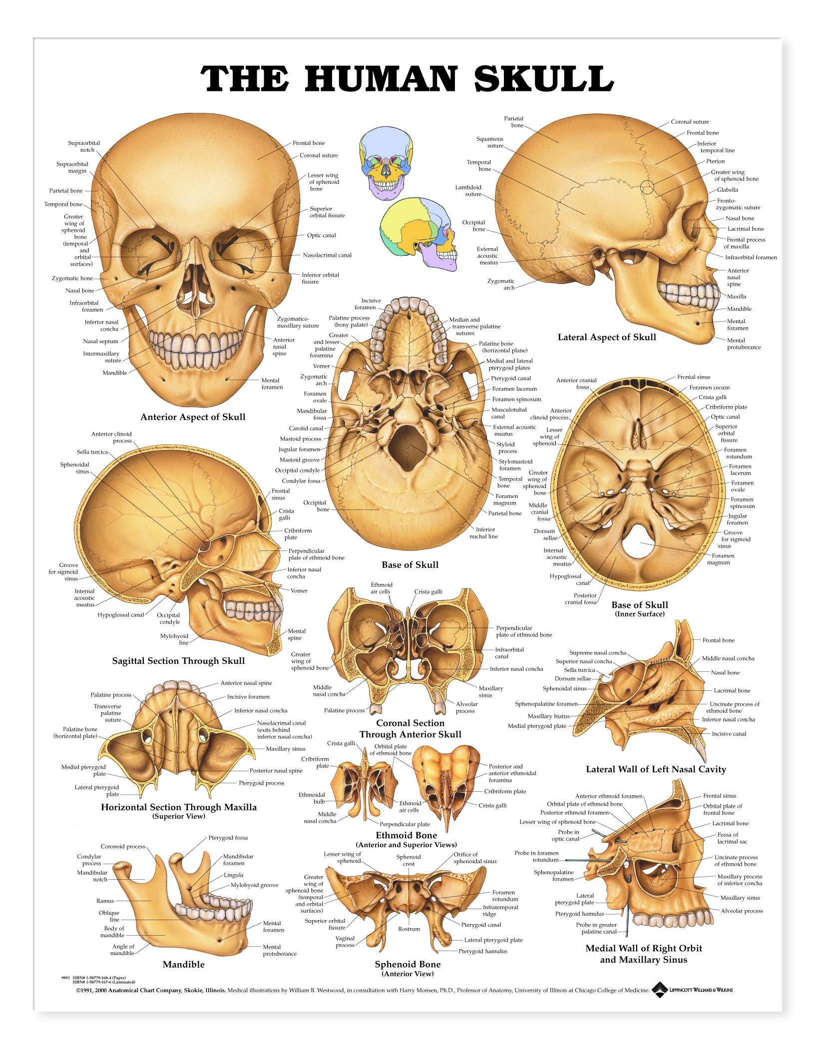 Human Skull Charts 1951