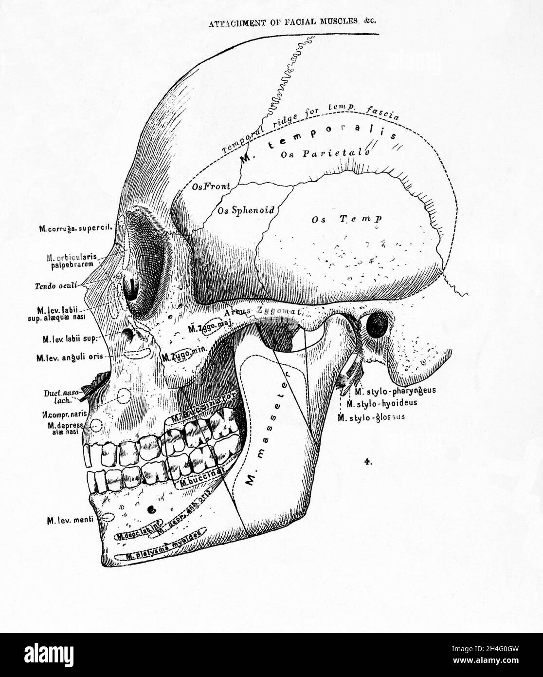 Printable Skull Labeling Worksheet