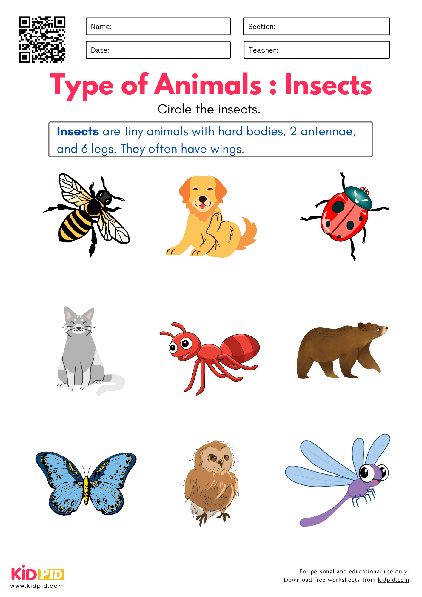 Identify Insects Birds Fishes Reptiles And Mammals Worksheet Kidpid