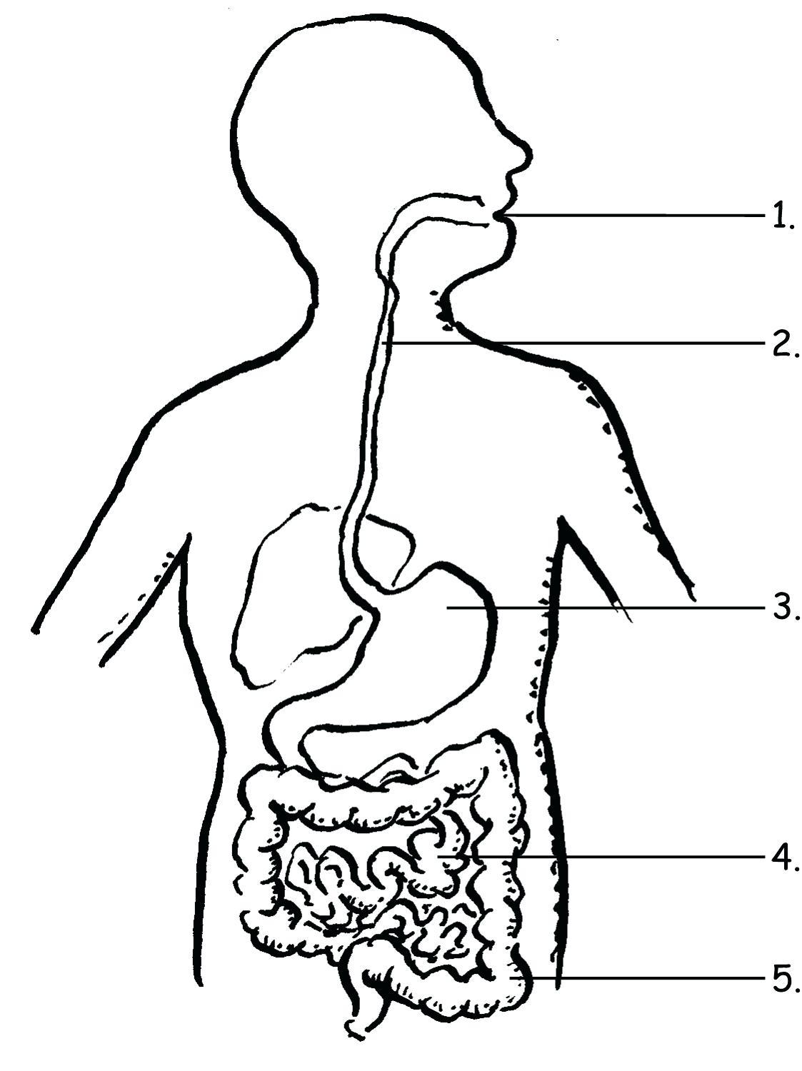 Printable Digestive System Worksheet Printable Design Resources