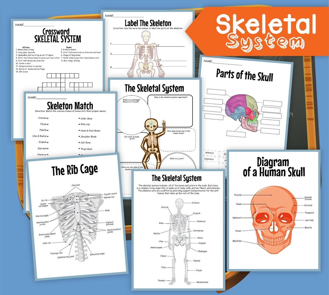 Skeletal System Skeleton Human Skeleton Digital Download Instant Download Kid s Worksheet STEM Worksheets Skeletons Etsy