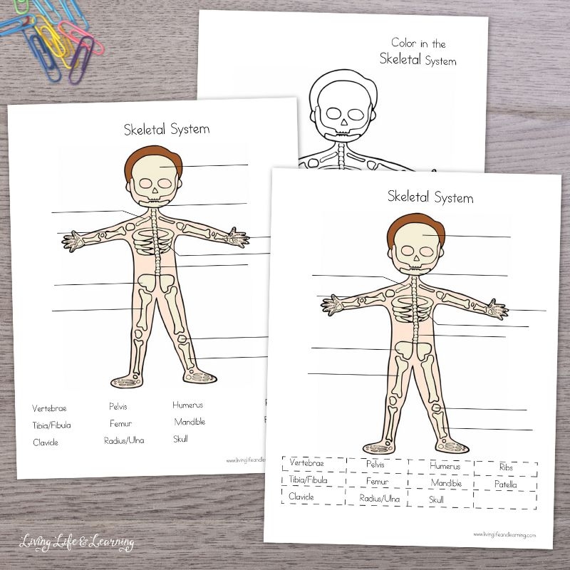 Human Skeleton Printable Worksheet