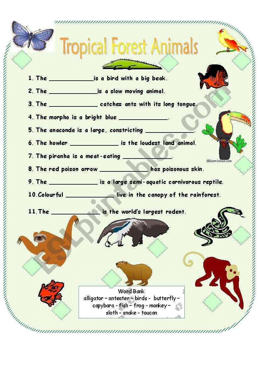 Tropical Forest Animals ESL Worksheet By Anna P
