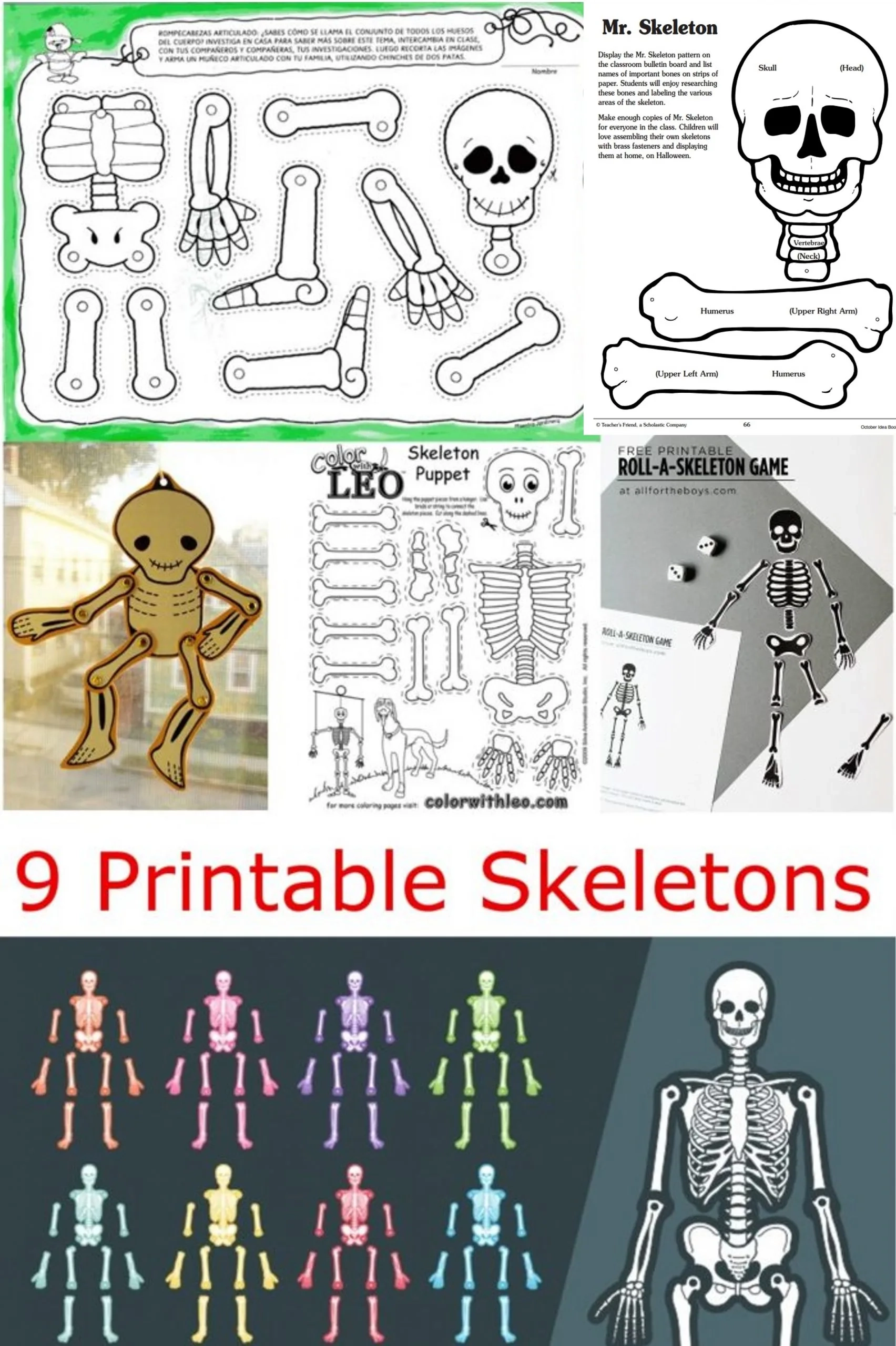 Skeleton Worksheet Printable