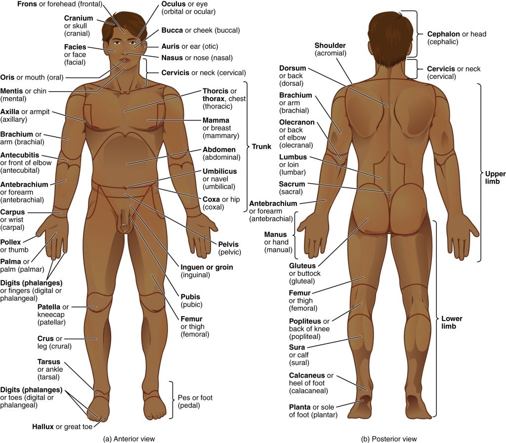 Body Planes And Directional Terms Anatomy Physiology