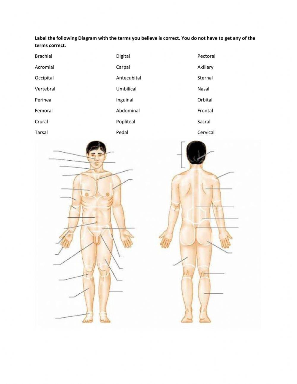 Free Anatomy Labeling Worksheet Download Free Anatomy Labeling Worksheet Png Images Free Worksheets On Clipart Library
