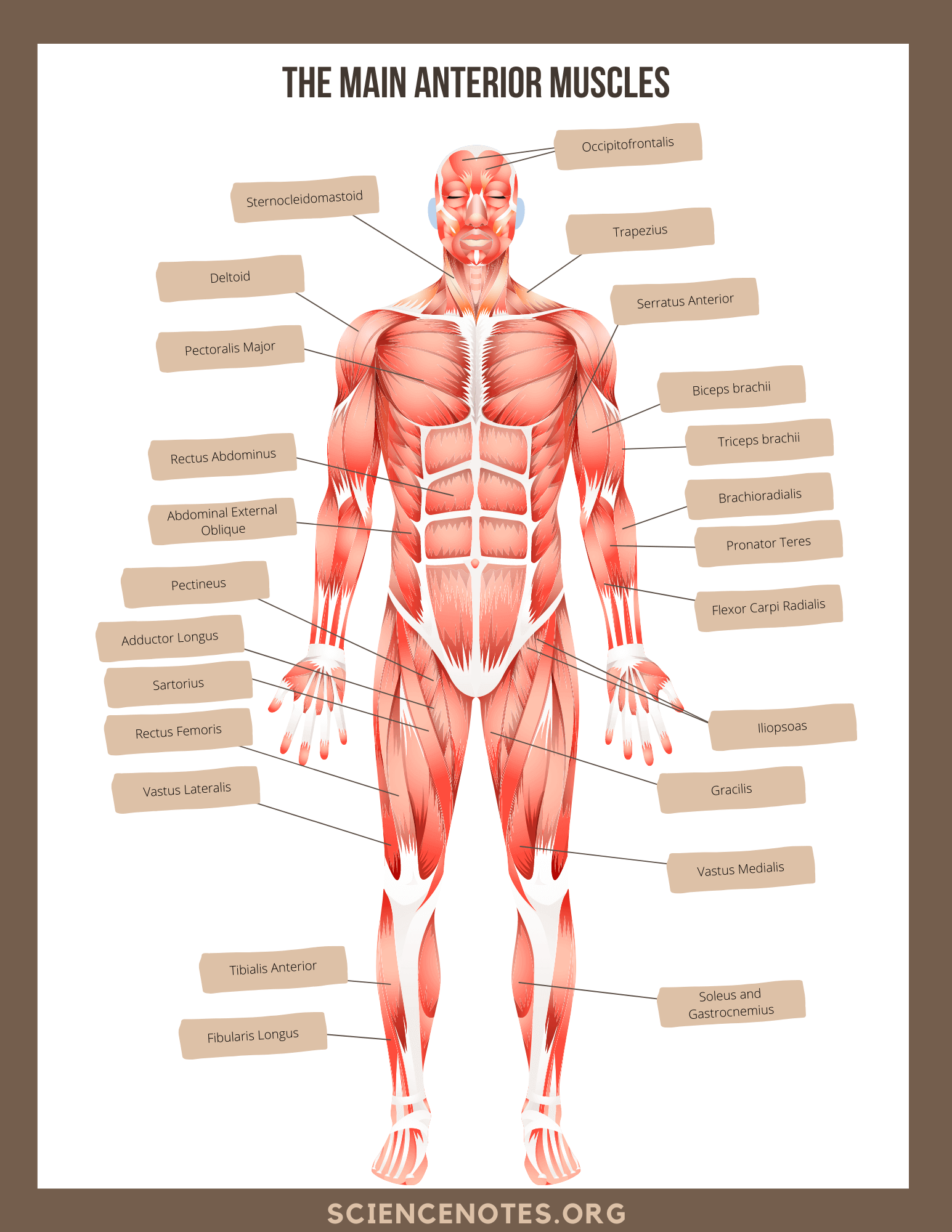 Free Printable Anatomy Labeling Worksheet Download Free Printable Anatomy Labeling Worksheet Png Images Free Worksheets On Clipart Library