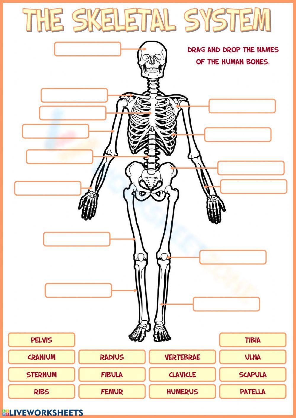Printable Skeleton Worksheet