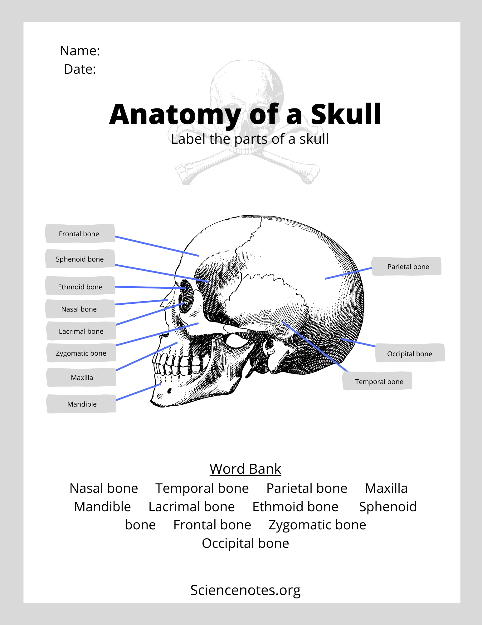 Anatomy And Physiology Worksheets Printable
