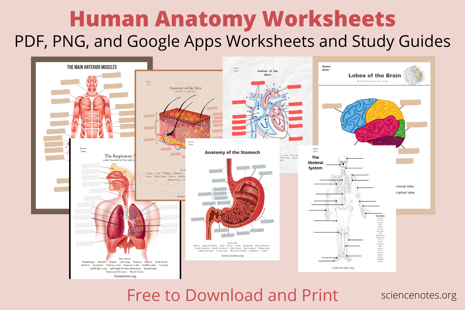 Printable Blank Skin Diagram Worksheet