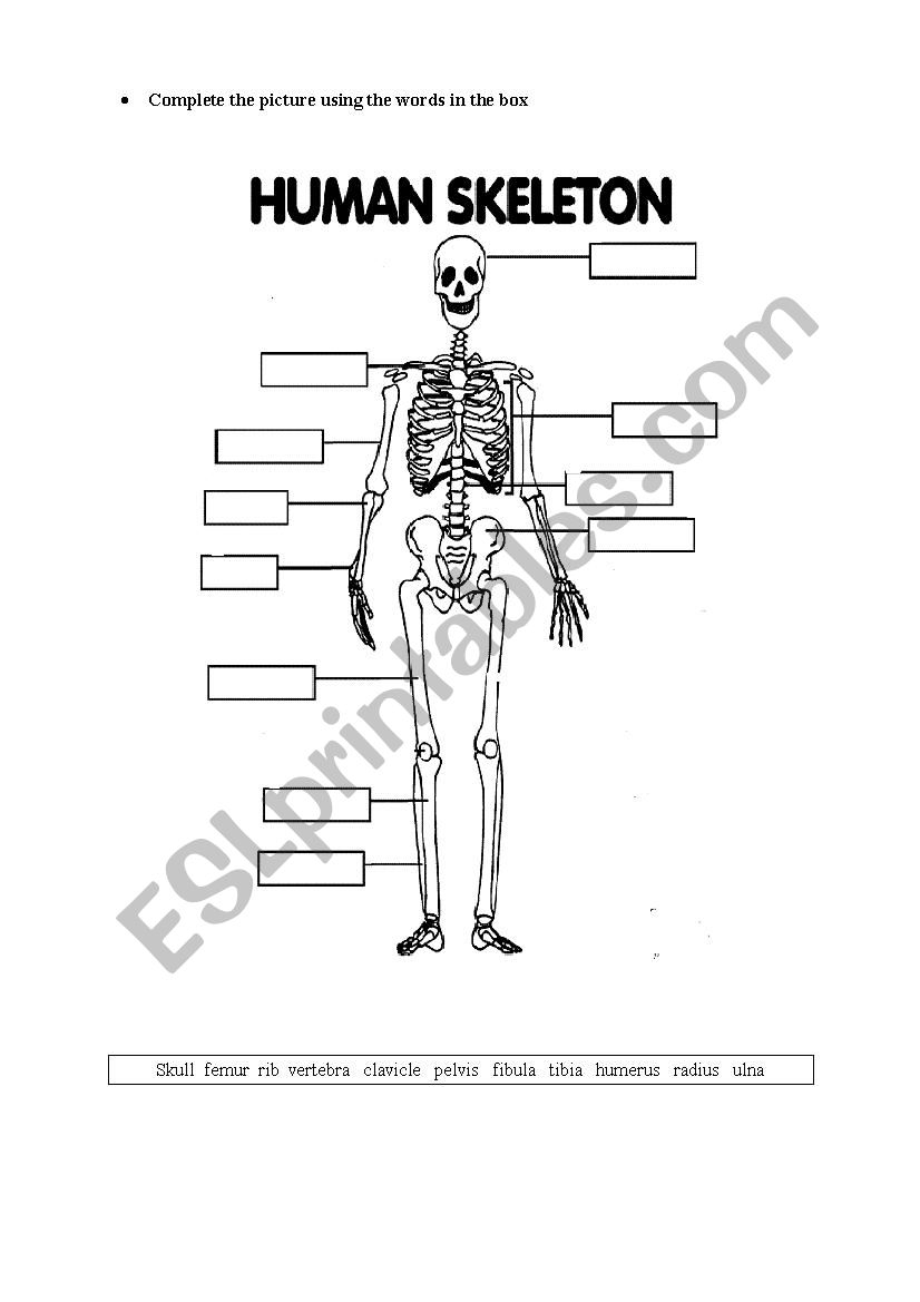 HUMAN SKELETON ESL Worksheet By JoseKaram