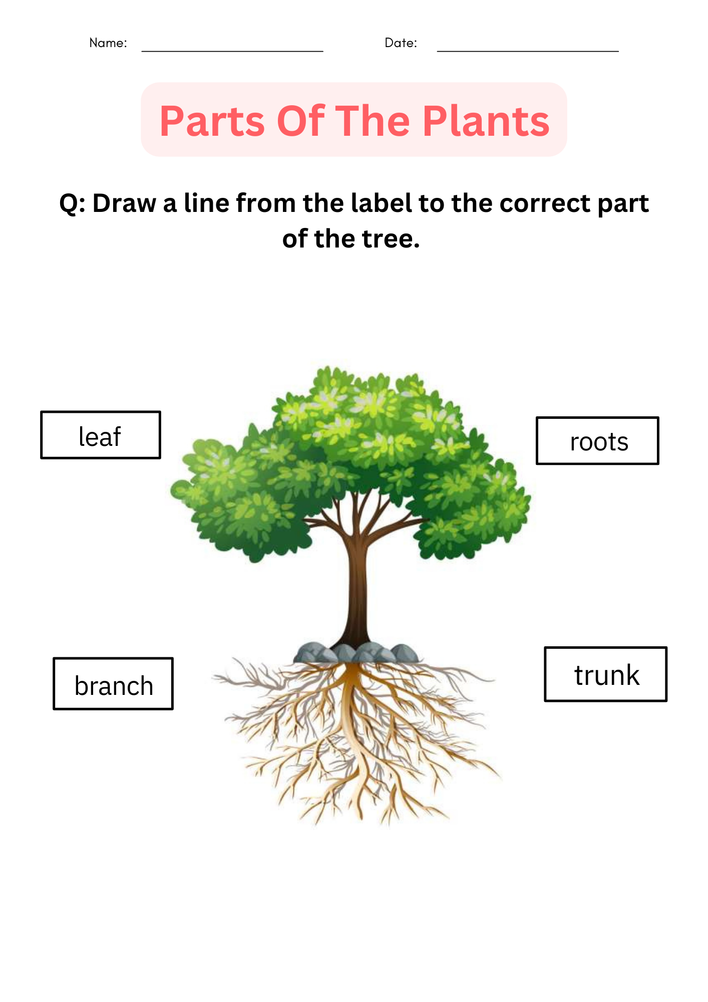 Printable Activities Parts Of A Plant Worksheet For Kindergarten Made By Teachers