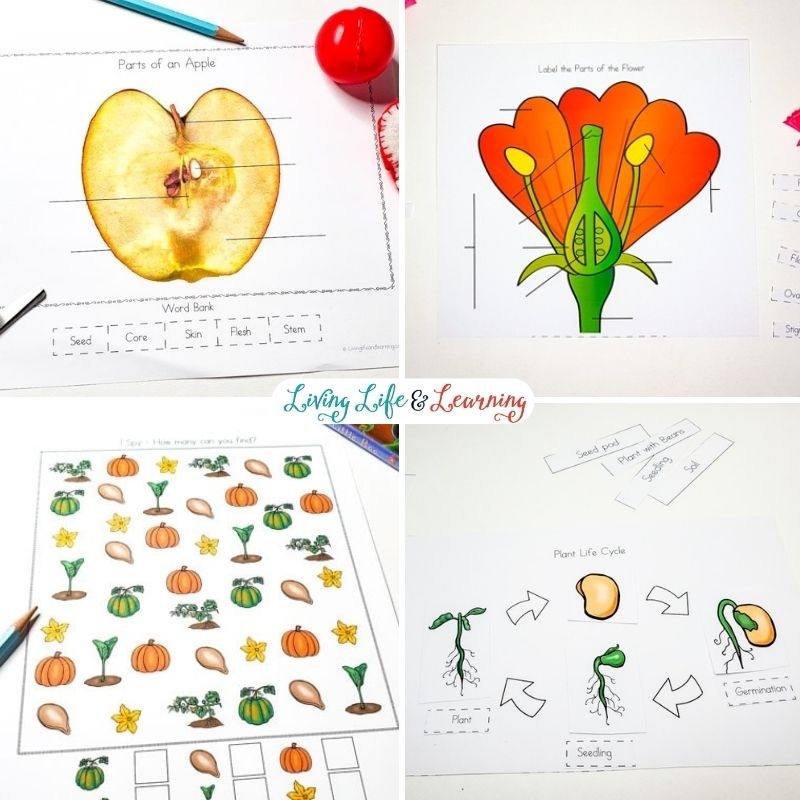 Printable Science Worksheets For Kids Printable Science Worksheets For Kids