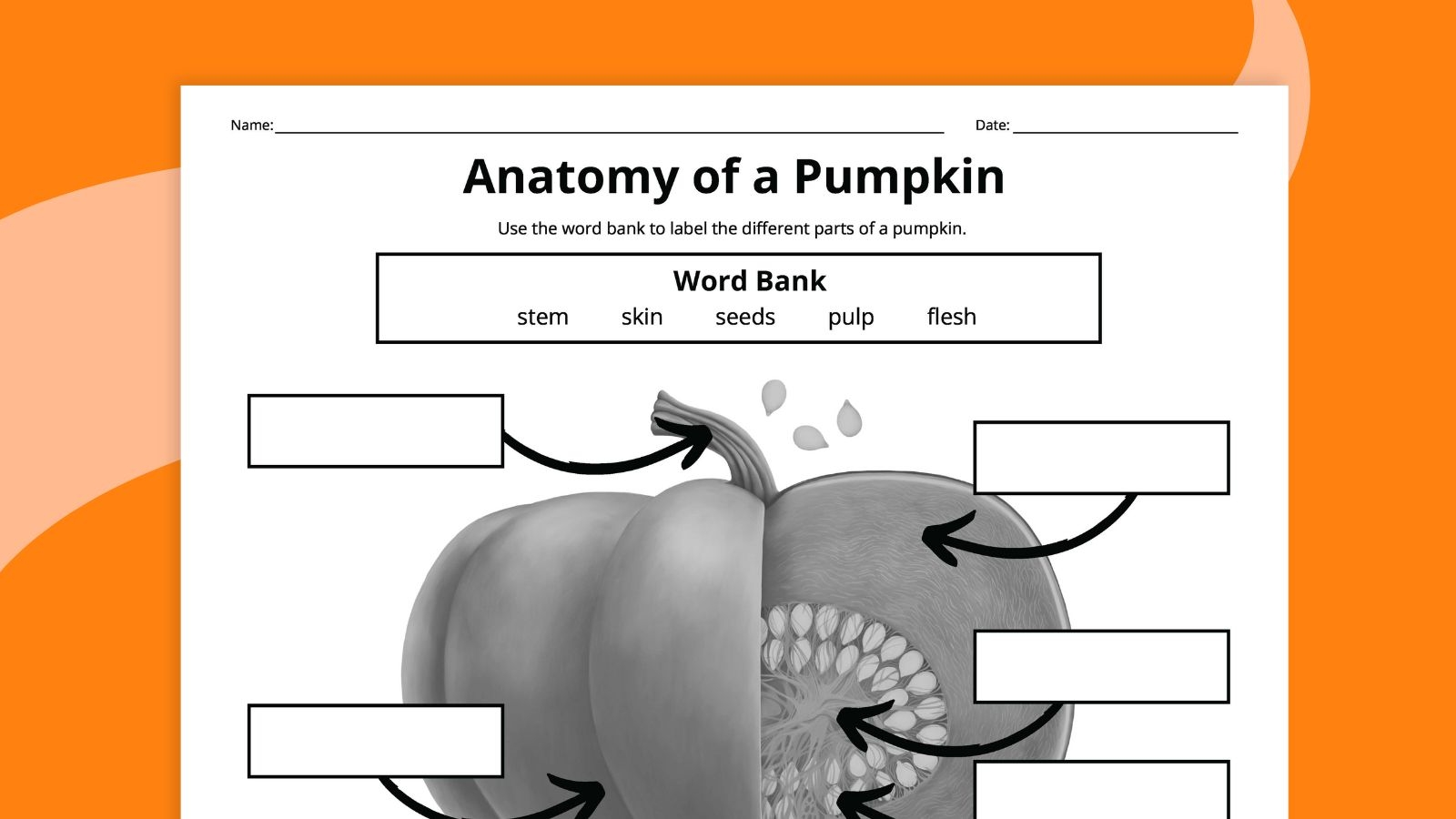 Pumpkin Life Cycle Worksheets For Kids Free Printables 