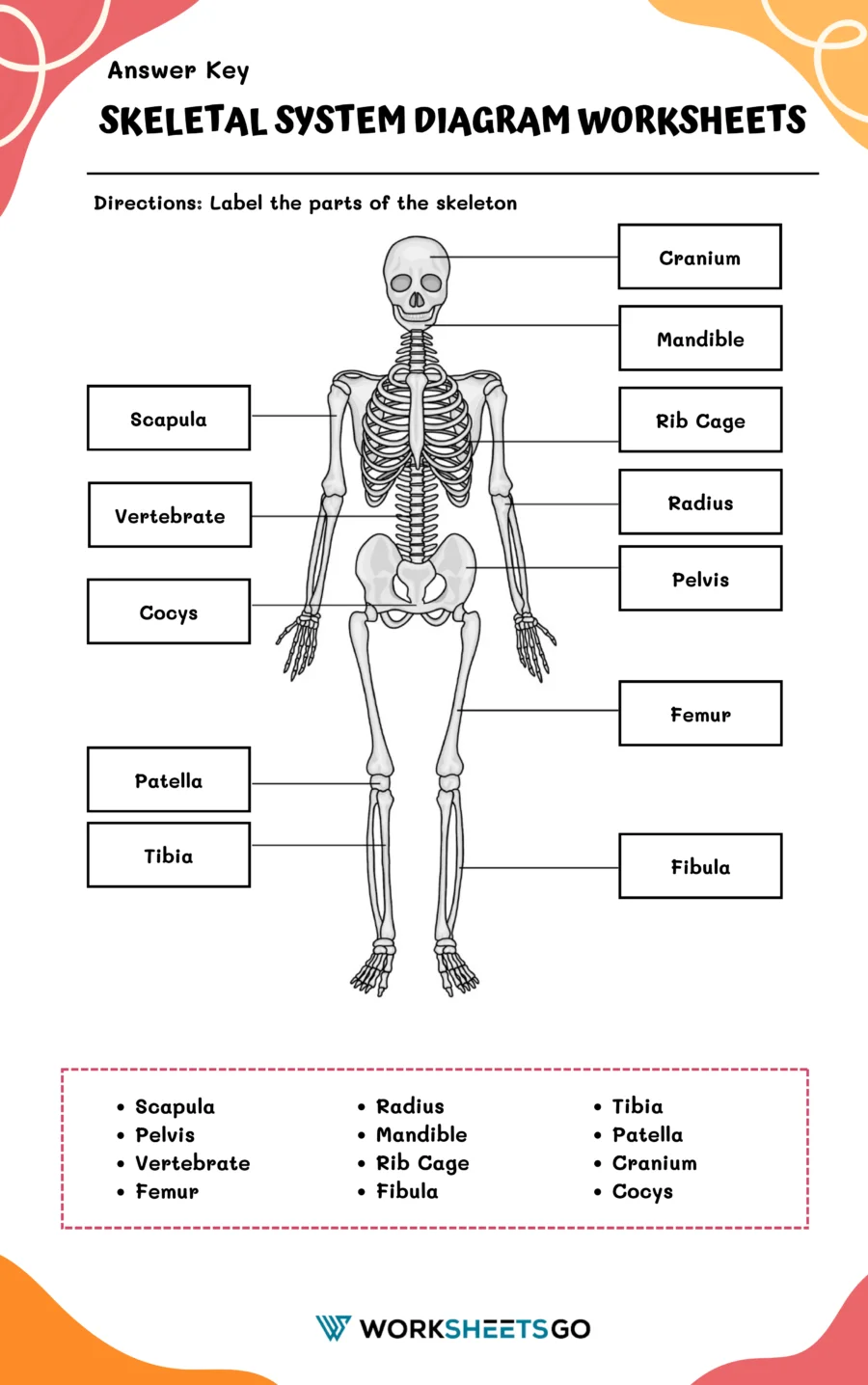 Skeletal System Diagram Worksheets WorksheetsGO