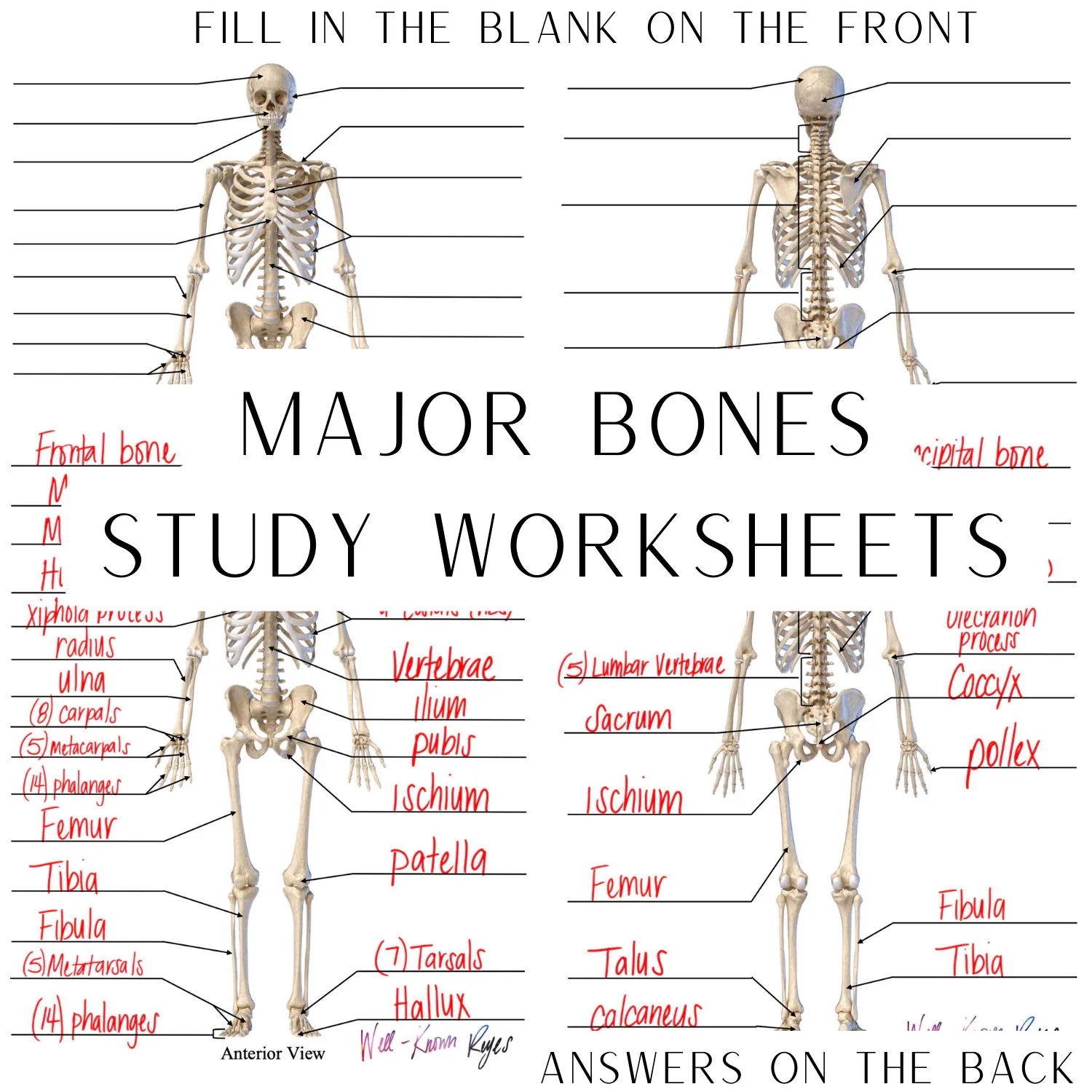 Skeletal System Major Bones Anatomy Physiology Study Worksheets Digital Download Anterior View Posterior View Etsy