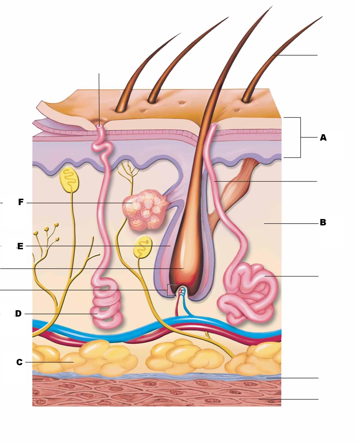 The Structure Labeled In Question Biological Science Picture Directory Pulpbits